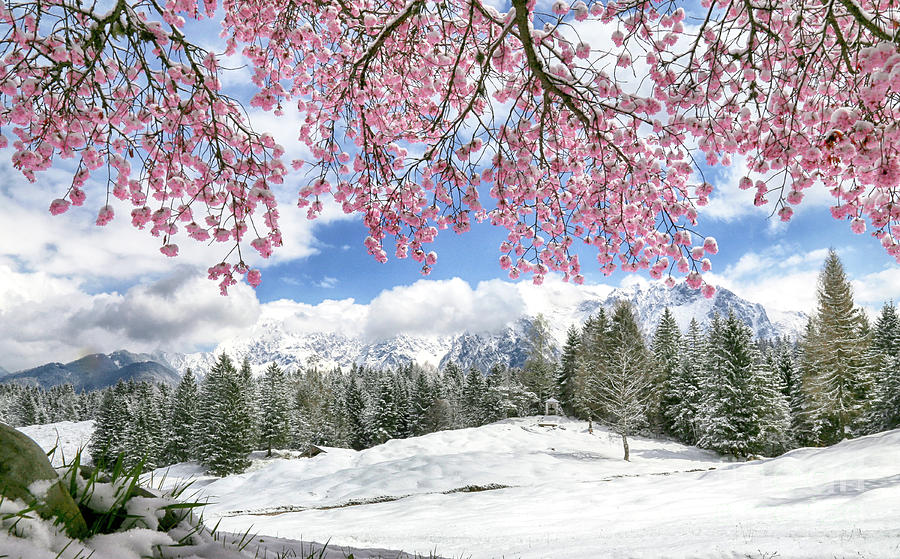 Cherry Blossom In Mittenwald Photograph