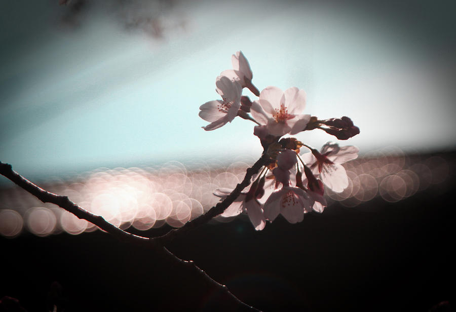 Cherry Blossom  In Morning Light Photograph by Mamigibbs