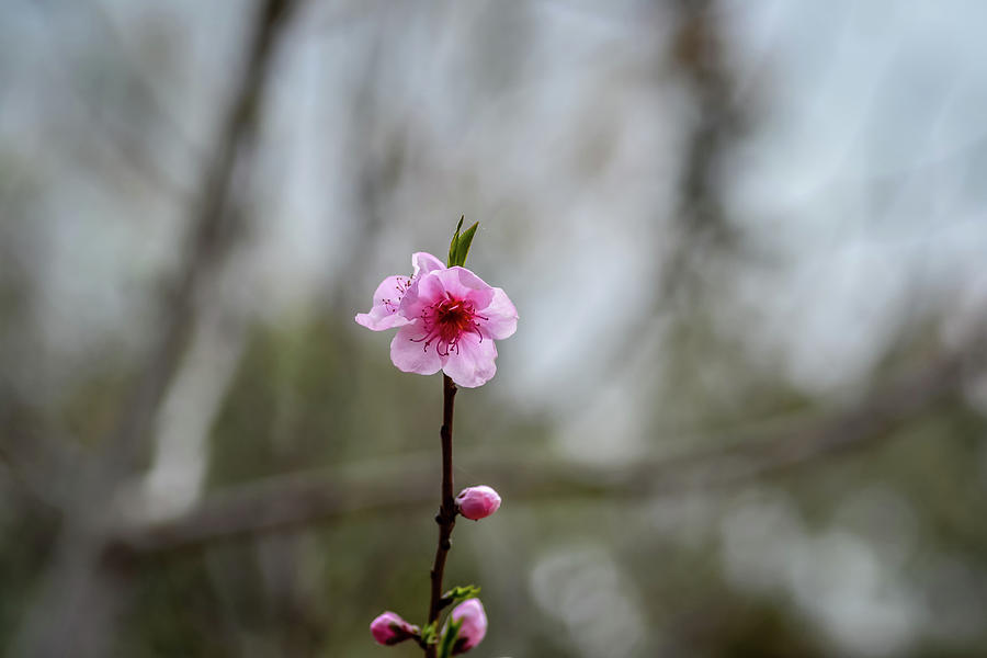 Cherry blossom in Morocco Pyrography by Taj Bennani Pixels