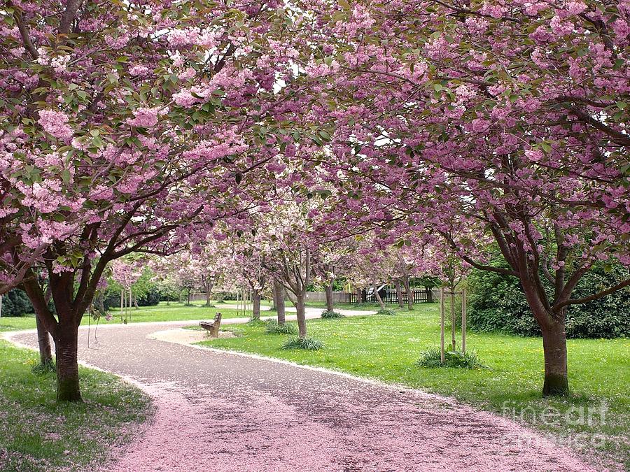 London Photograph - Cherry Blossom In Spring by 1000 Words London Photograph - Cherry Blossom In Spring by 1000 Words
