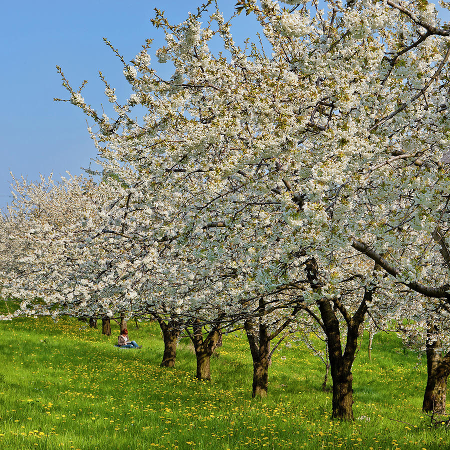 Cherry Blossom In Valpolicella, Italy Photograph by Flavio Vallenari