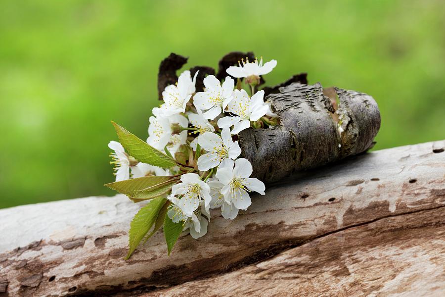 Cherry Blossom Inserted Into Piece Of Curved Bark On Dead Log Outdoors Photograph by Sabine Lscher