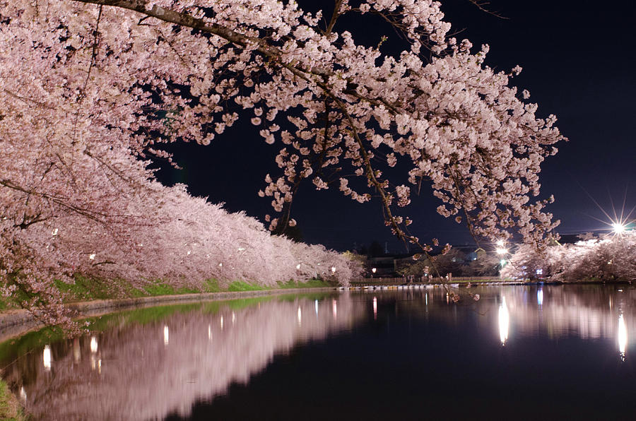 Blossom  Inner Forest