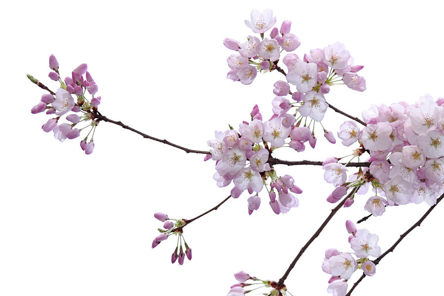 Cherry Blossom Isolated On White Photograph by Bigworld