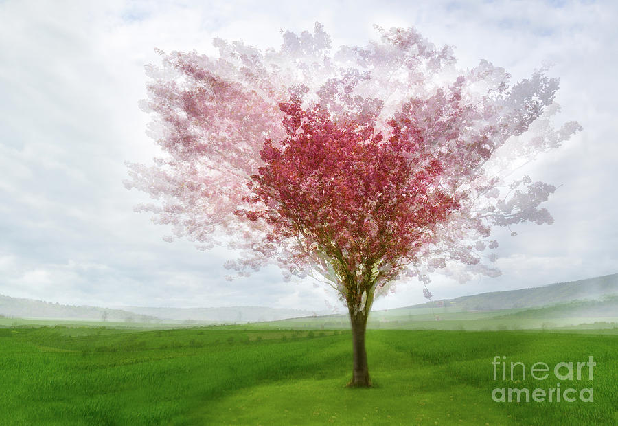 Cherry Blossom by Janet Burdon Cherry Blossom by Janet Burdon