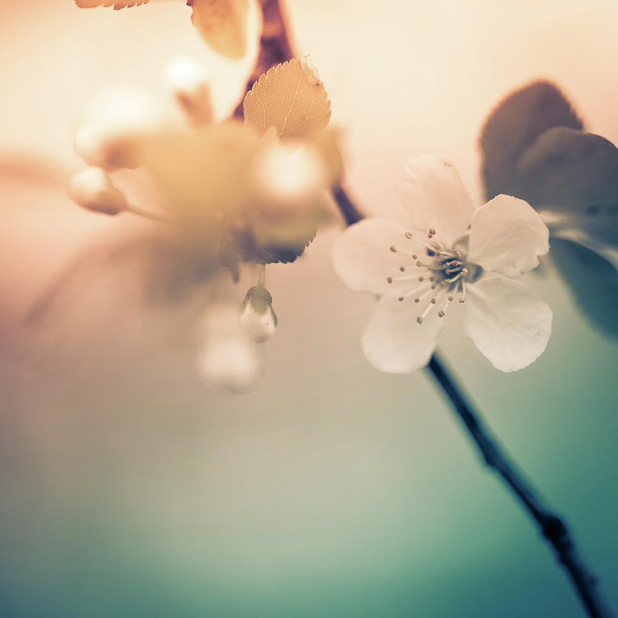 Cherry Blossom Photograph by Jeja