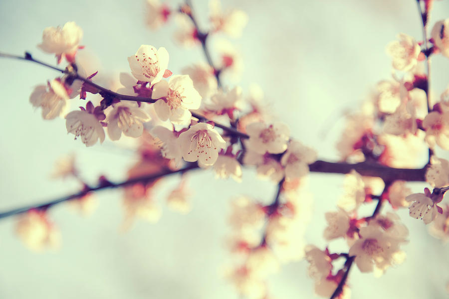 Cherry Blossom Photograph by Kangah
