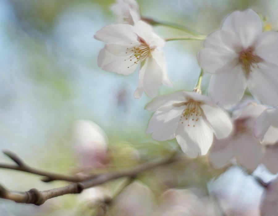 Cherry Blossom Photograph by Kazuaki Photos From Japan