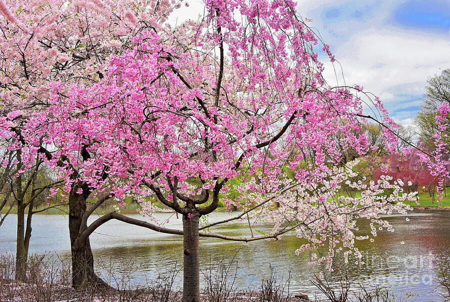 Cherry Blossom Lakeside  Tranquility Photograph