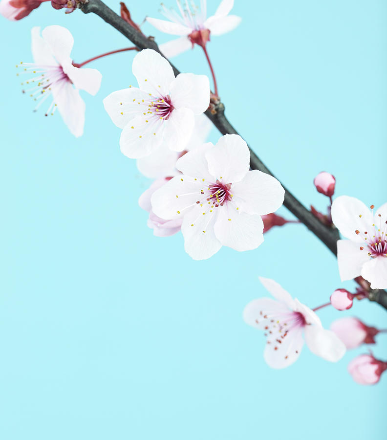 Cherry Blossom Macro Photograph by Catlane