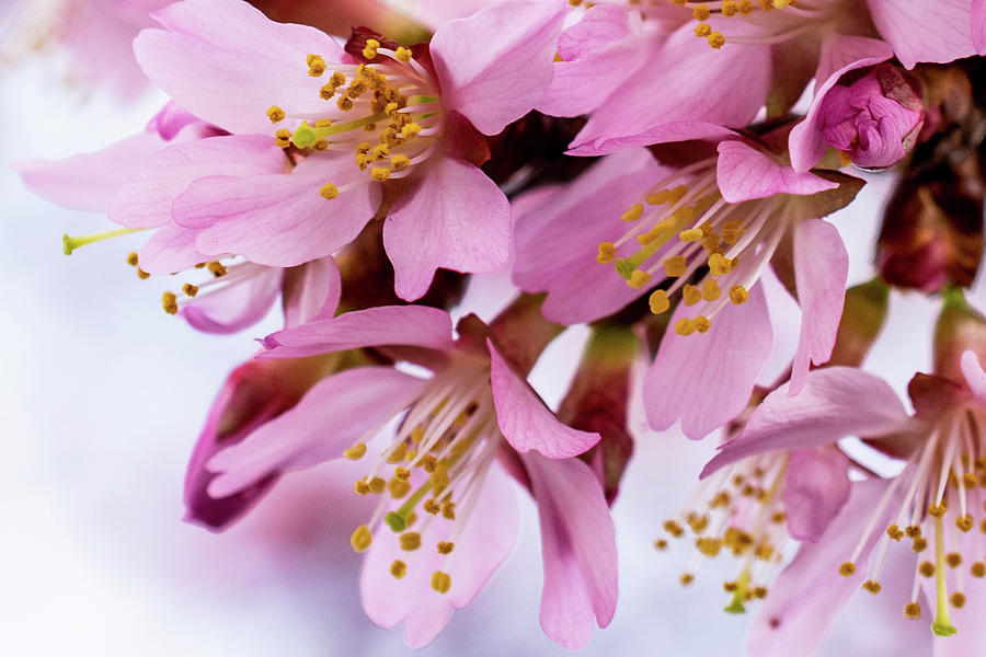 Cherry Blossom Macro Photograph by Mary Ann Artz