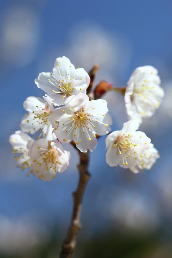 Cherry Blossom Photograph by Masahiro Nakano/a.collectionrf