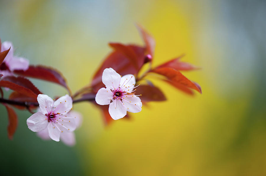 Cherry Blossom Photograph by Mmac72