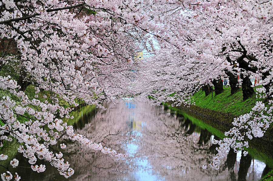 Cherry Blossom Moat by Photo By Glenn Waters In Japan