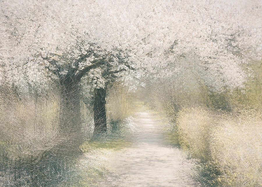 Cherry Blossom Photograph by Nel Talen
