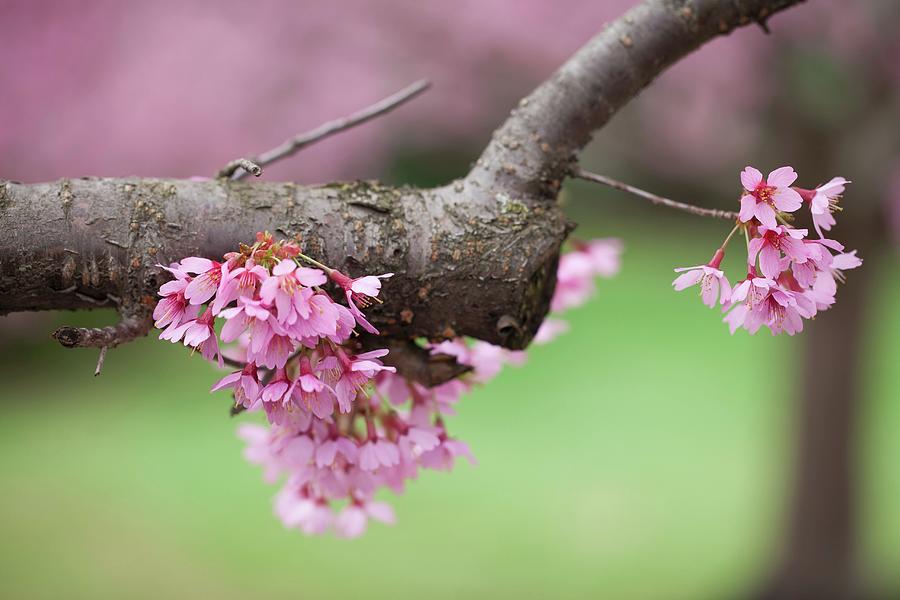 Cherry Blossom On The Tree Photograph by Yelena Strokin
