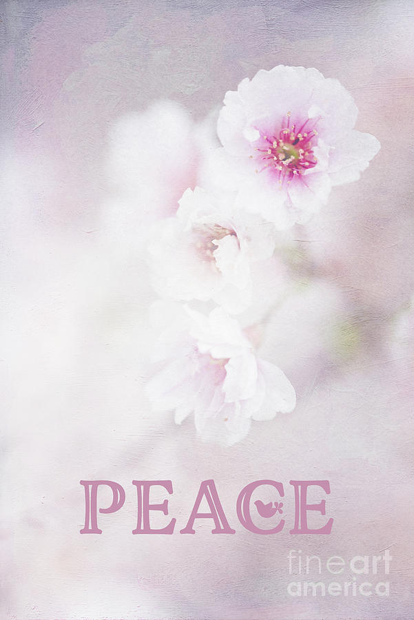 Cherry Blossom Peace Art Photograph by Anita Pollak