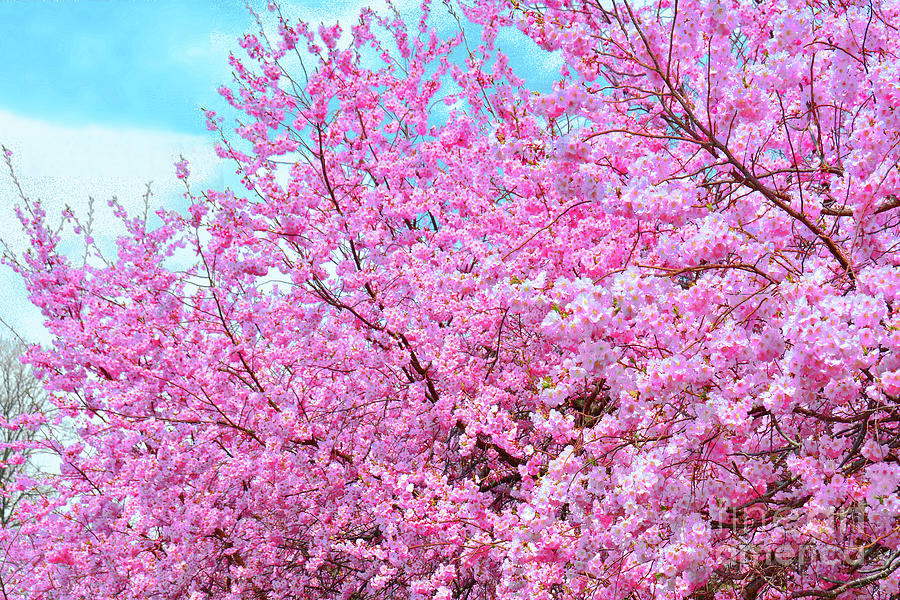 Cherry Blossom Pink Abundance Photograph