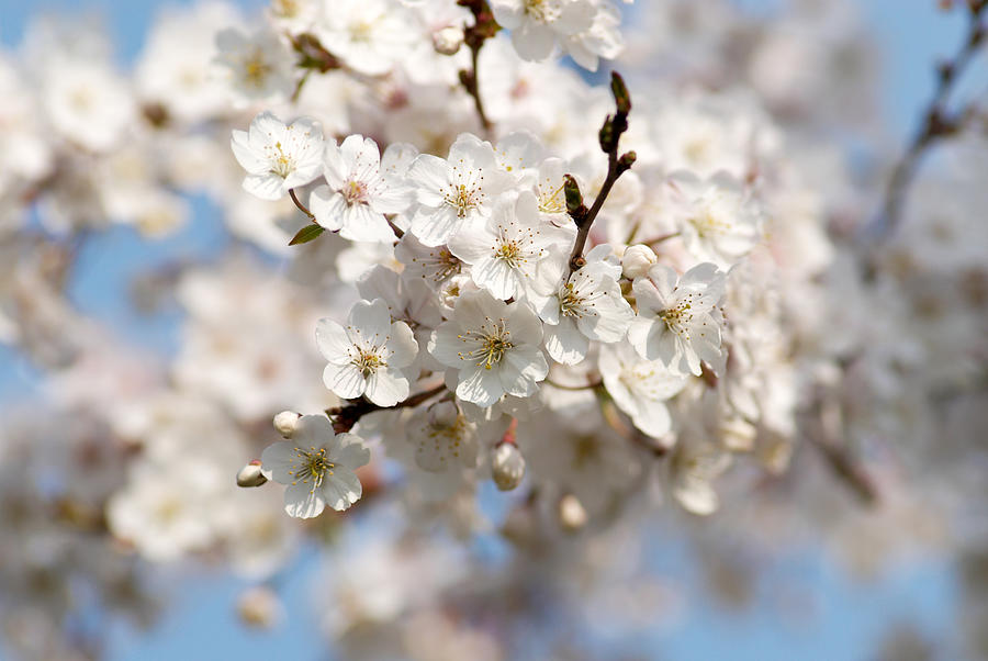 Cherry Blossom Photograph by Pixonaut