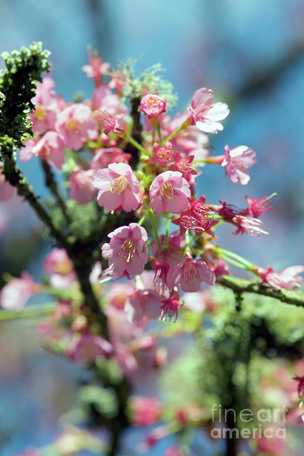 Cherry Blossom (prunus kursar) Photograph by Dr Keith Wheeler/science Photo Library