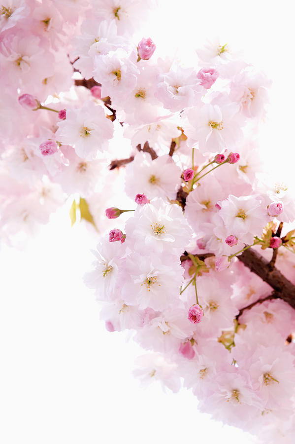 Cherry Blossom Prunus Lannesiana Photograph by Ultra.f
