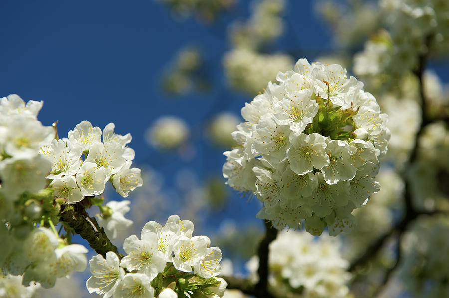 Cherry Blossom Photograph by Ra-photos