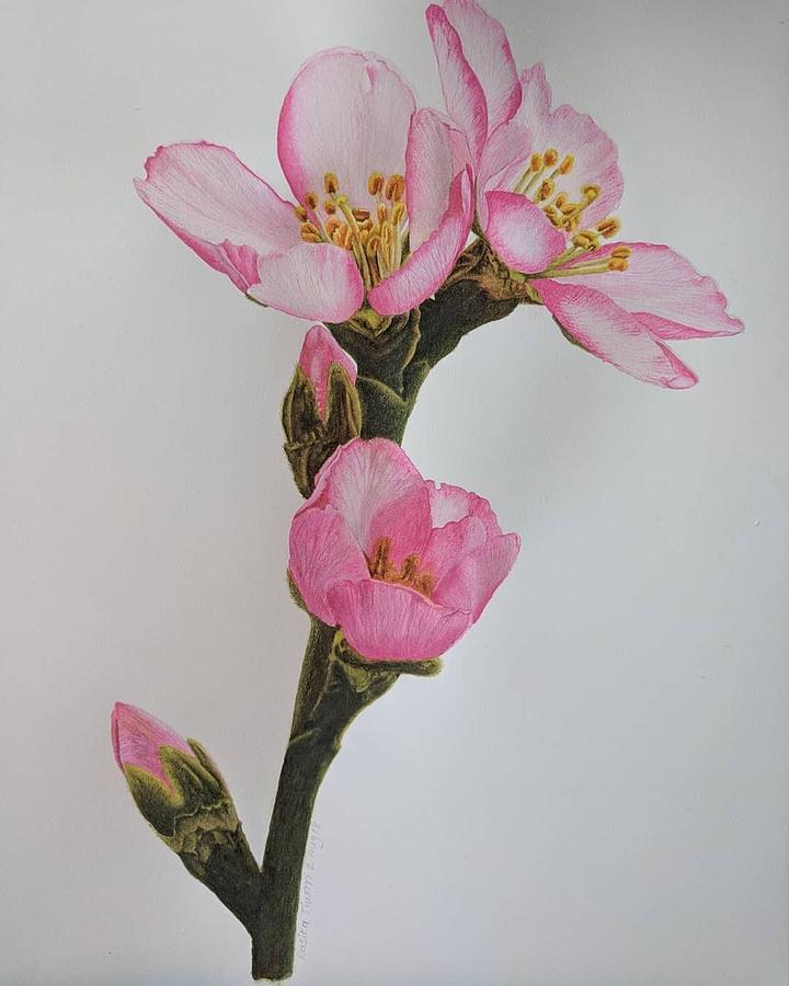 Cherry Blossom Painting by Rasika Tiwari - Fine Art America