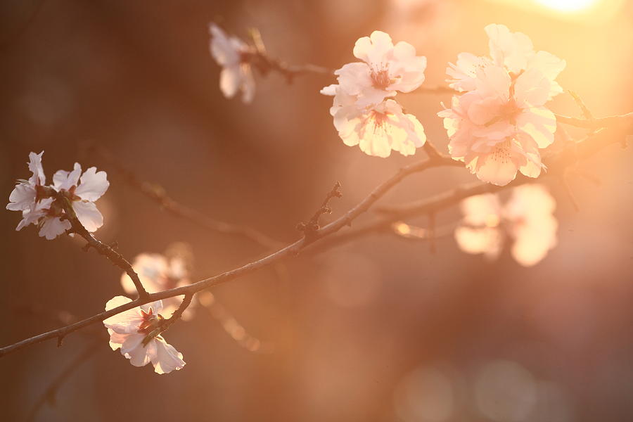 Cherry Blossom Photograph by Rolfo Rolf Brenner