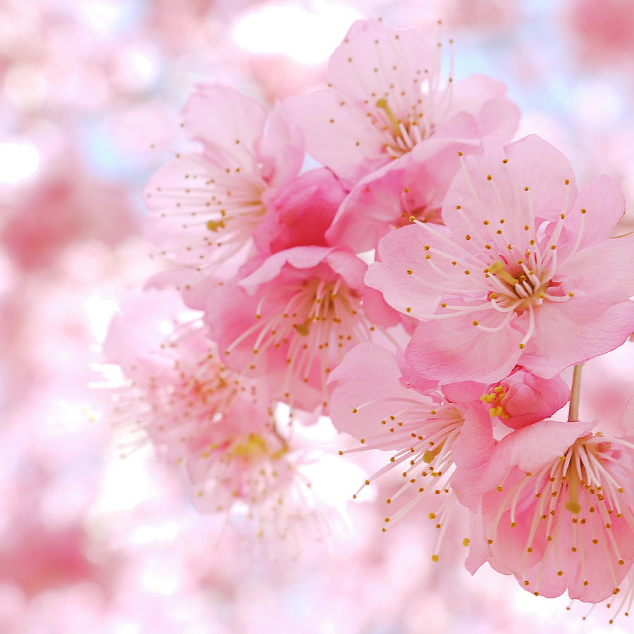 Cherry Blossom Photograph by Ryos Photo Work