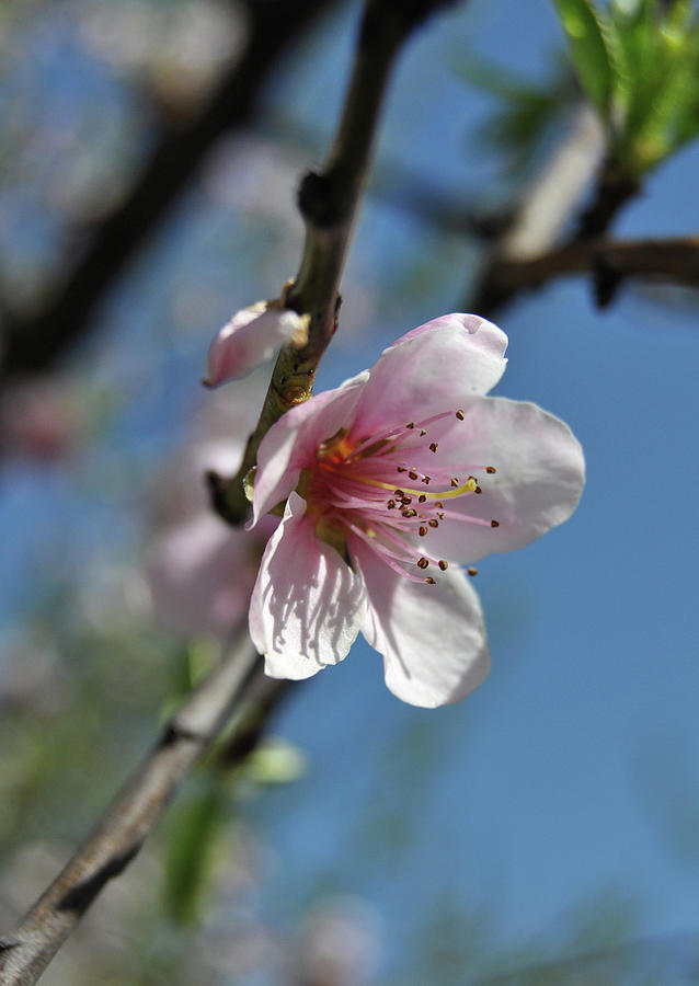 Cherry Blossom Photograph by Senchy