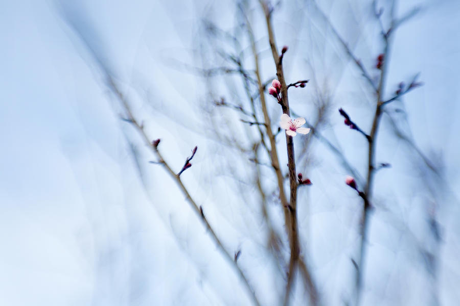 Cherry Blossom Photograph by Seraficus