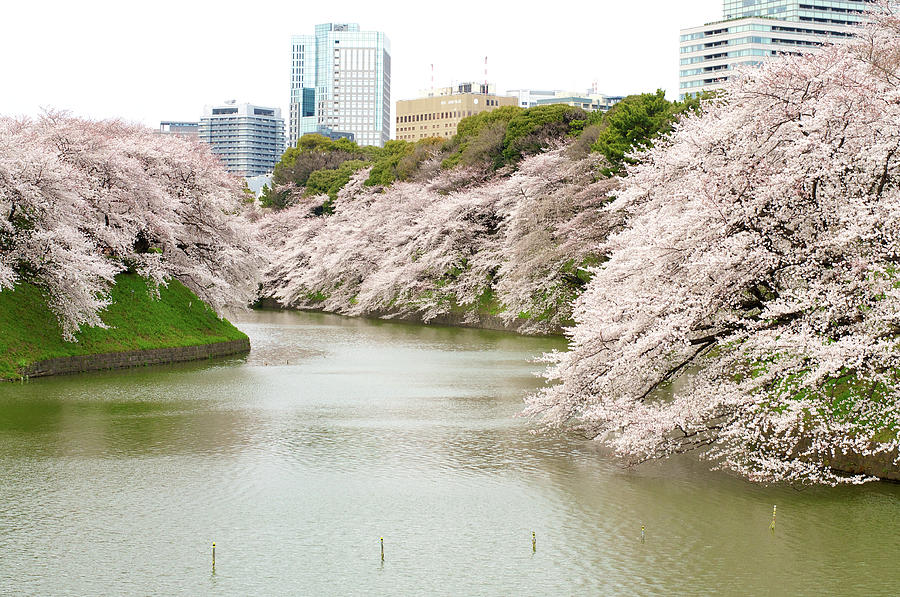 Cherry Blossom Sightseeing Along River Photograph by Japan From My Eye Cherry Blossom Sightseeing Along River Photograph by Japan From My Eye
