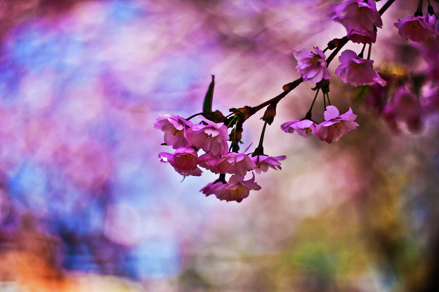Cherry Blossom Photograph by Sina Farhat