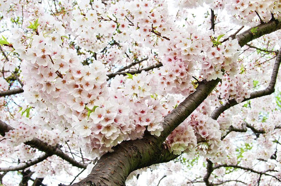 Cherry Blossom Photograph by Sky Noir Photography By Bill Dickinson