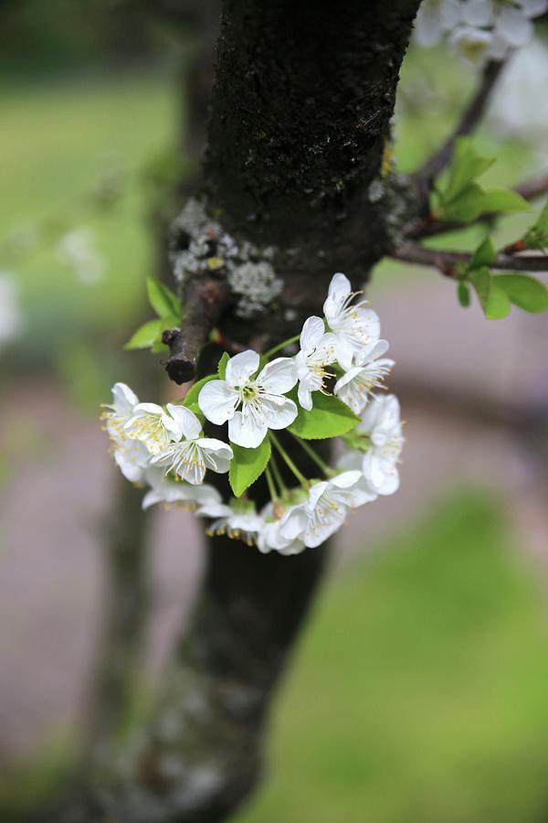 Cherry Blossom sour Cherries On A Tree Trunk Photograph by Alexandra Panella