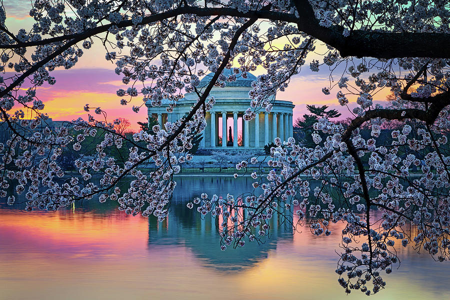 Cherry Blossom Sunrise Photograph by C  Renee Martin