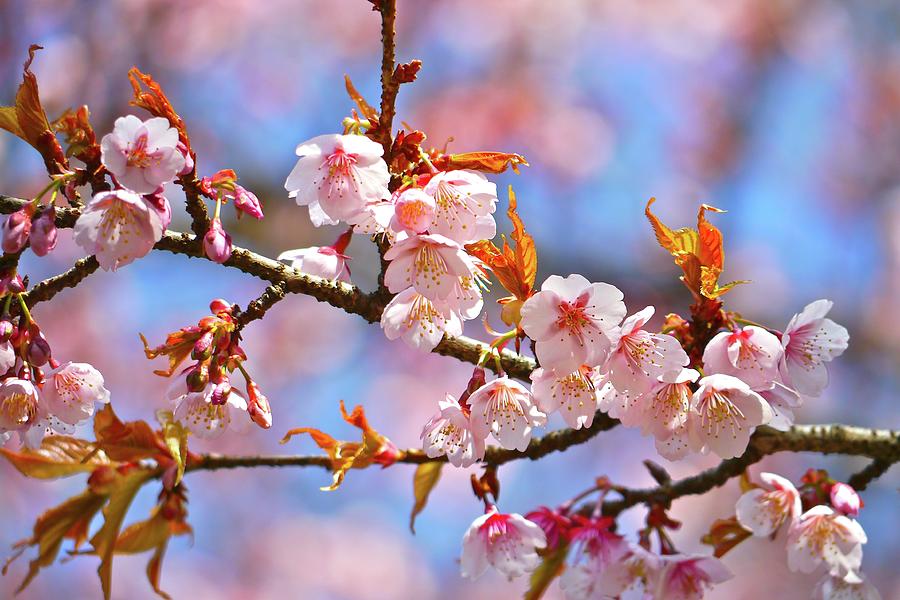 Cherry Blossom Photograph by T. Kurachi