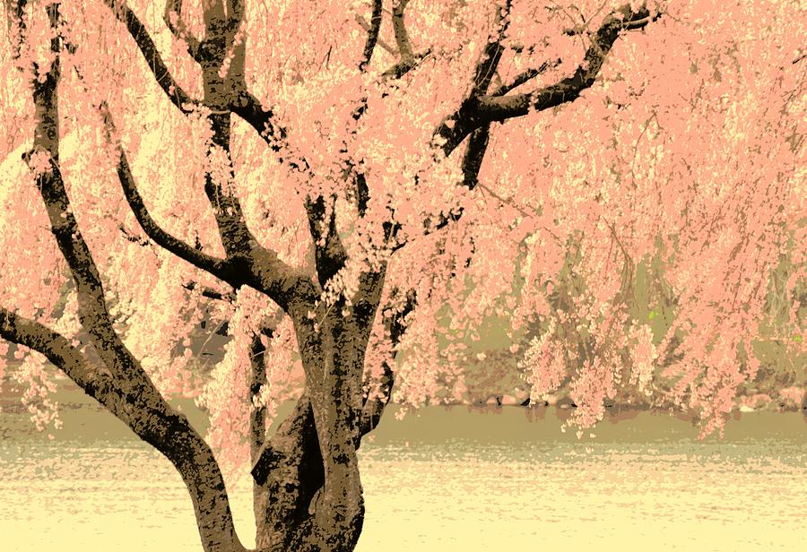 Cherry Blossom Time Photograph