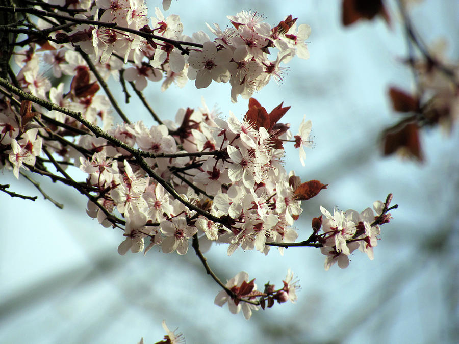 Cherry Blossom Photograph by Tioloco
