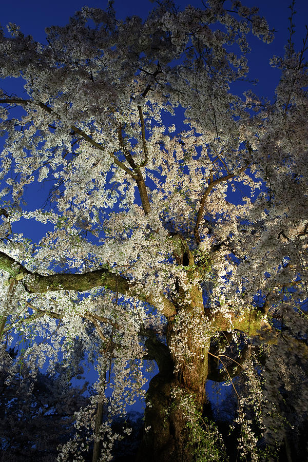 Cherry Blossom Tree At Twilight Photograph by John W Banagan