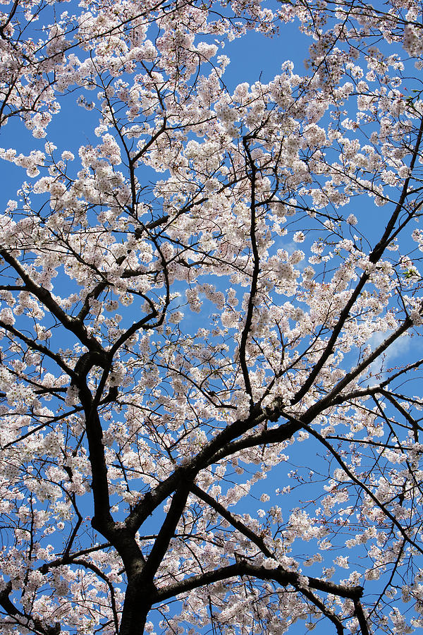 Cherry Blossom Tree Blue Sky By John W Banagan