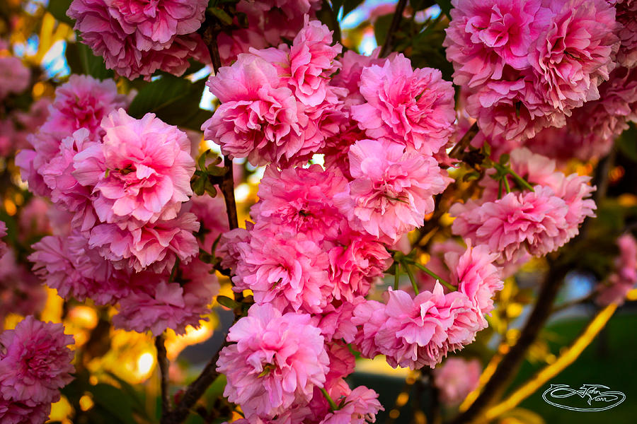 Cherry Blossom Tree Photograph by John Marr