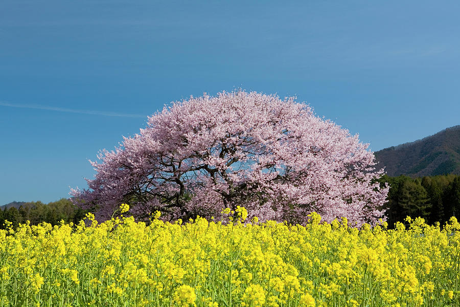 Cherry Blossom Tree, Nagano Prefecture by Daj