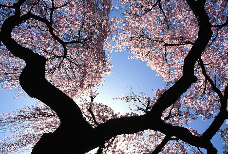 Cherry Blossom Tree, Nj Digital Art by Awc Images