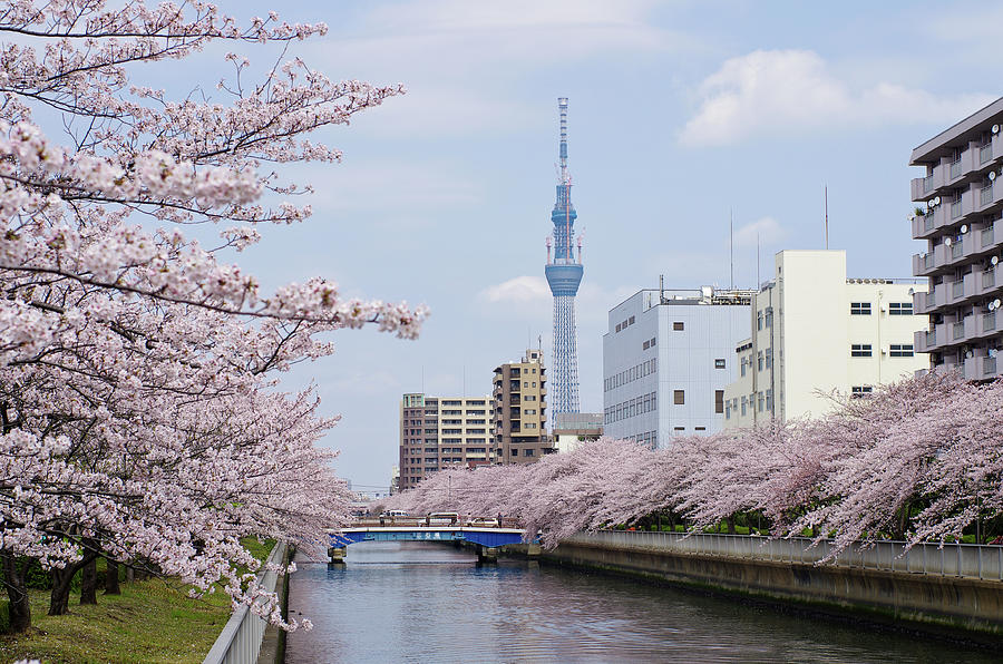 Cherry Blossom Trees Along River, Tokyo Photograph by I.hirama