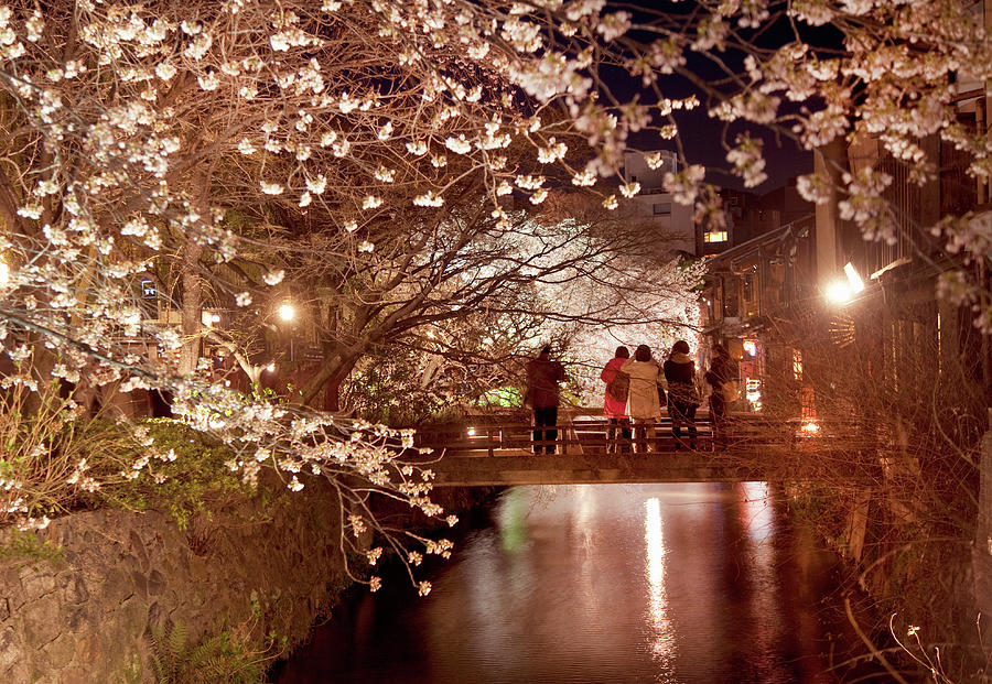 Cherry Blossom Viewing Photograph by Grant Faint