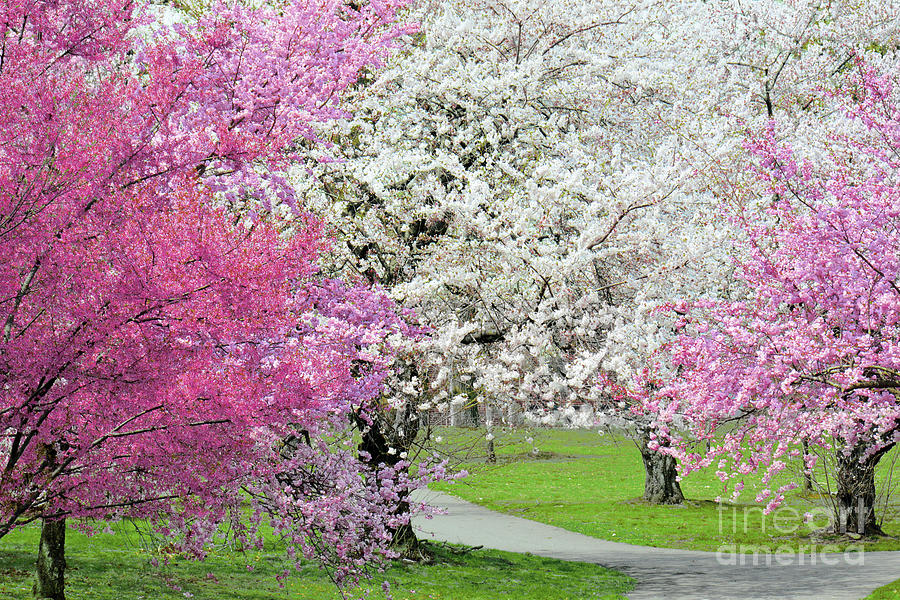 Wanderer: Branch Brook Park Cherry Blossom Peak 2019