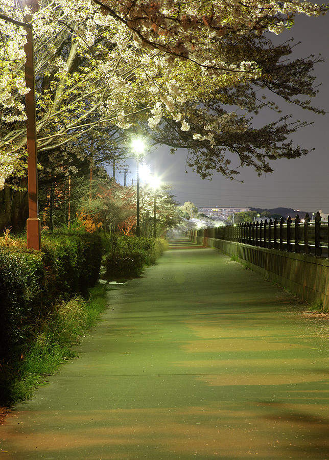 Cherry Blossom Walkway At Night Photograph by Tayacho Cherry Blossom Walkway At Night Photograph by Tayacho