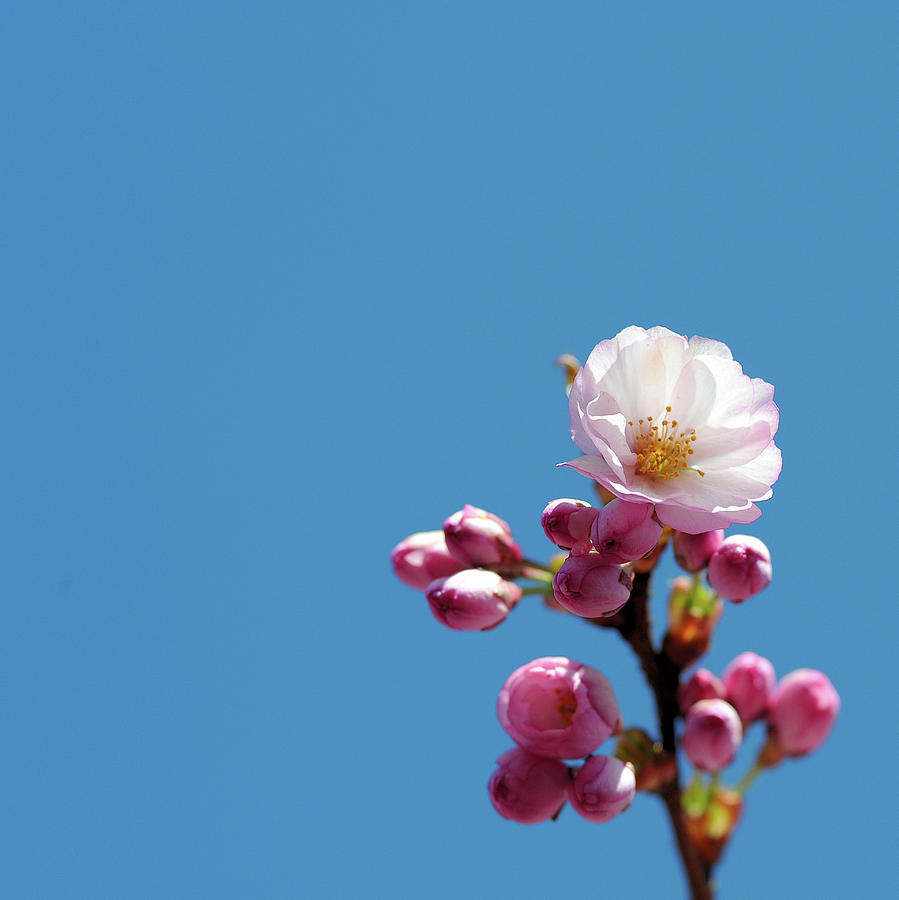 Cherry Blossom Photograph by Werner Schnell