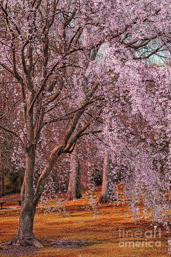 Tree Photograph - Cherry Blossom with fall colors by Stefano Senise